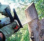 How Our Tree Care Process Works  in  Naples, TX
