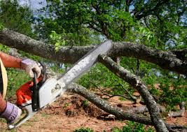 Best Pest Control for Lawns  in Naples, TX