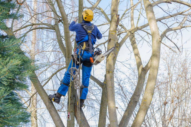 Trusted Naples, TX Tree Services Experts