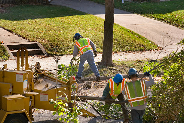 Best Fruit Tree Pruning  in Naples, TX